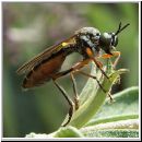 Dioctria rufipes - Raubfliege 01.jpg